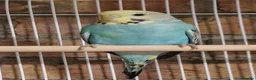 Budgerigars birds for sale: Baby budgies now available - Advert 3