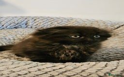 Scottish Fold cats for sale: Adorable scotish fold few straight ears kittens  - Image 4