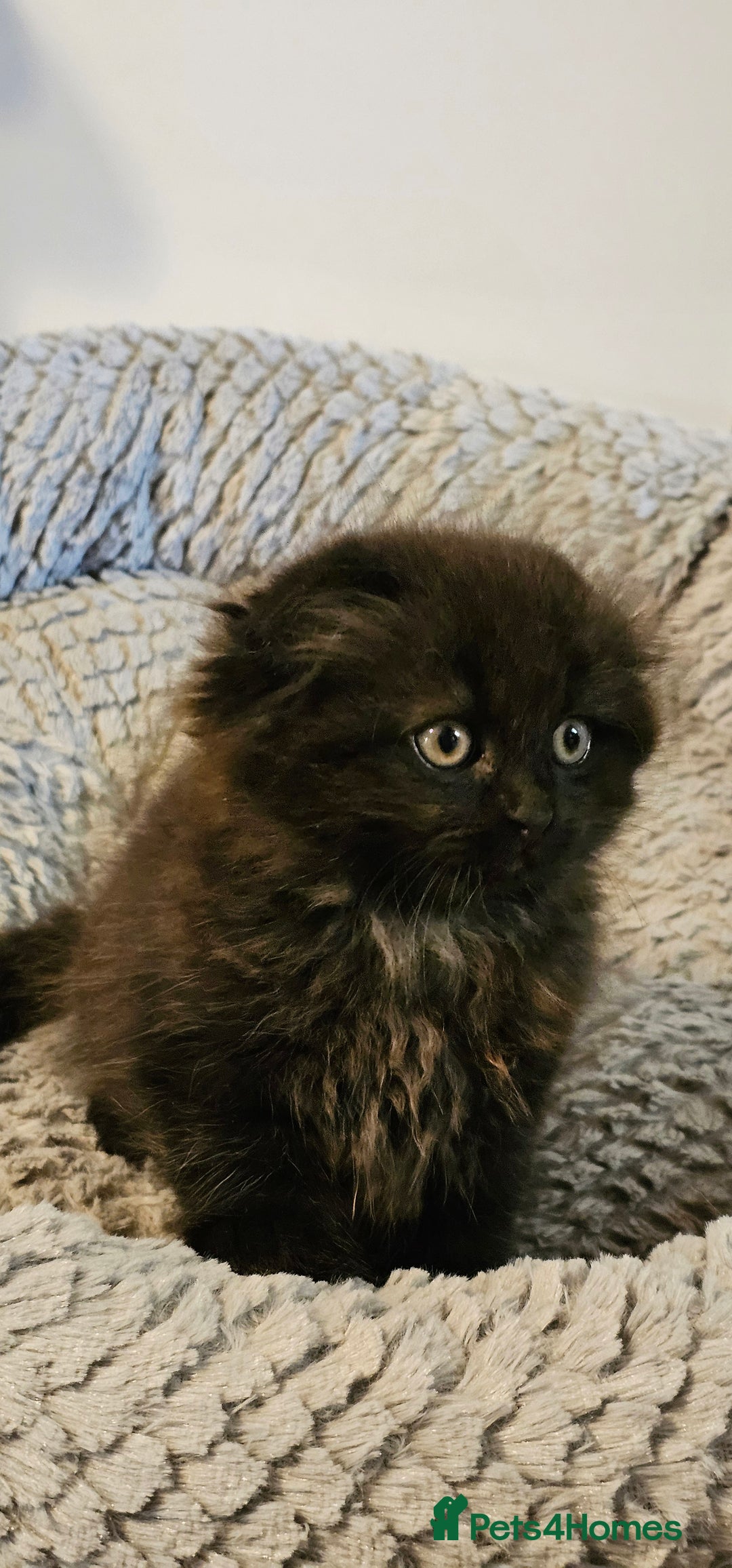 Scottish Fold cats for sale: Adorable scotish fold few straight ears kittens  - Image 4