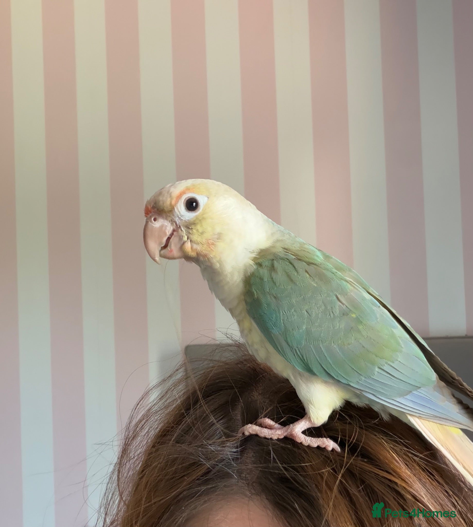 Conures birds Last one - Green cheek Conure - hand reared - Advert 1