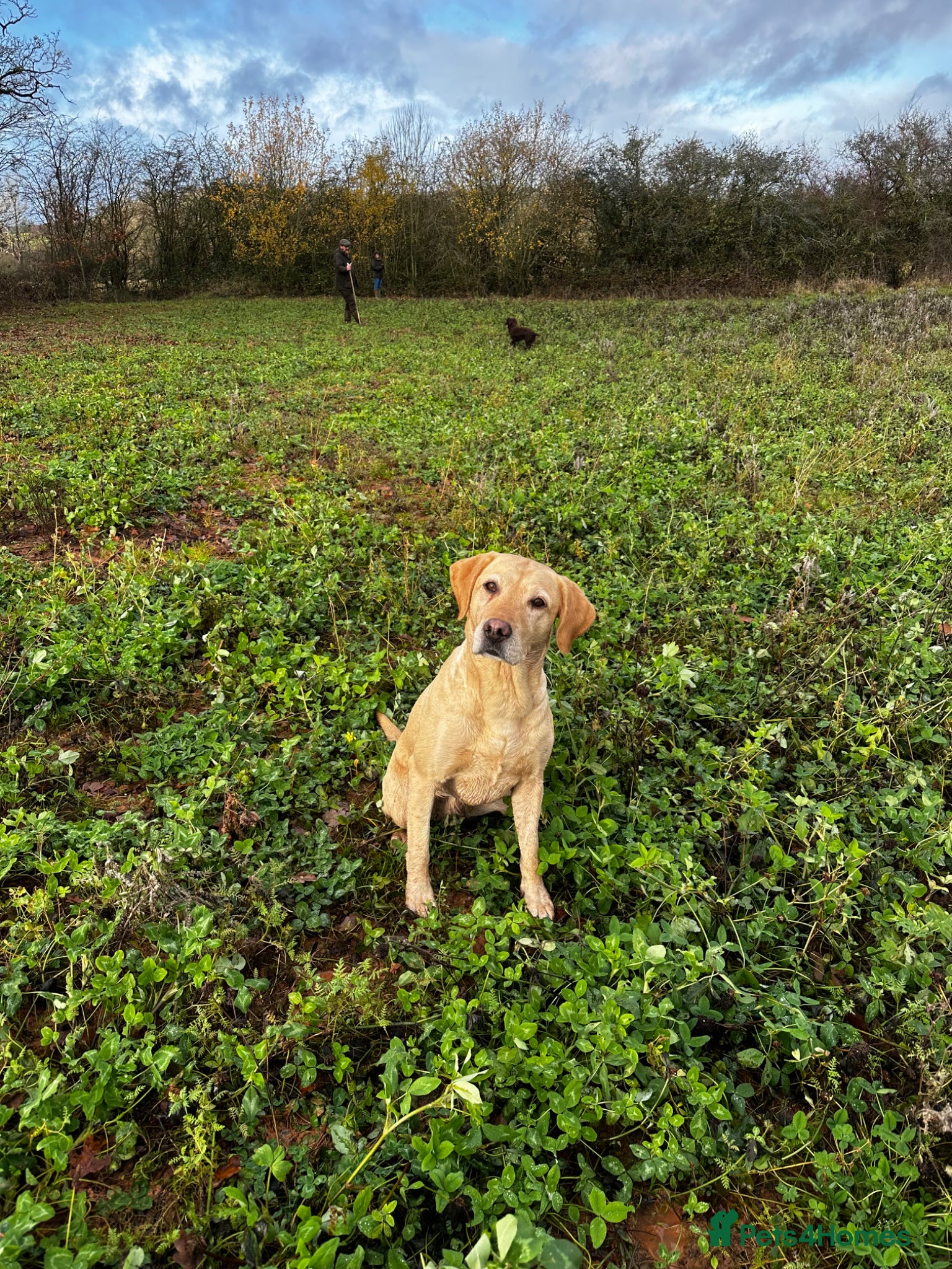 Labrador Retriever dogs FTCH sired black litter ready for homes May - Advert 1