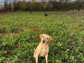 Labrador Retriever dogs FTCH sired black litter ready for homes May - Advert 1