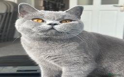 British Shorthair cats for sale: Ready to go- BSH LILAC & Blue - Image 14