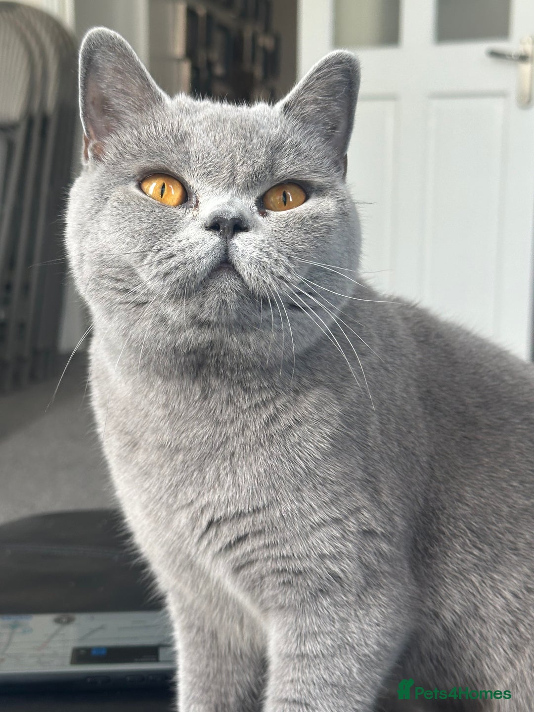 British Shorthair cats for sale: Ready to go- BSH LILAC & Blue - Image 14