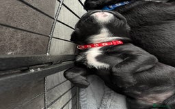 Cane Corso dogs for sale: CANE CORSO PUPS - Image 13