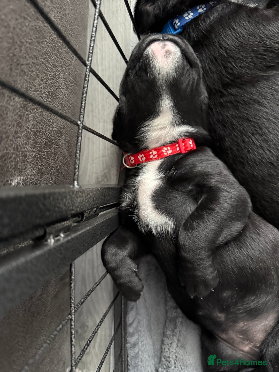 Cane Corso dogs for sale: CANE CORSO PUPS - Image 13