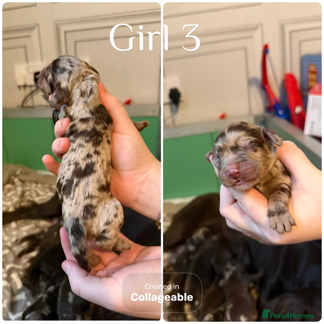 Cocker Spaniel dogs for sale: Beautiful litter of cocker spaniels  - Advert 6