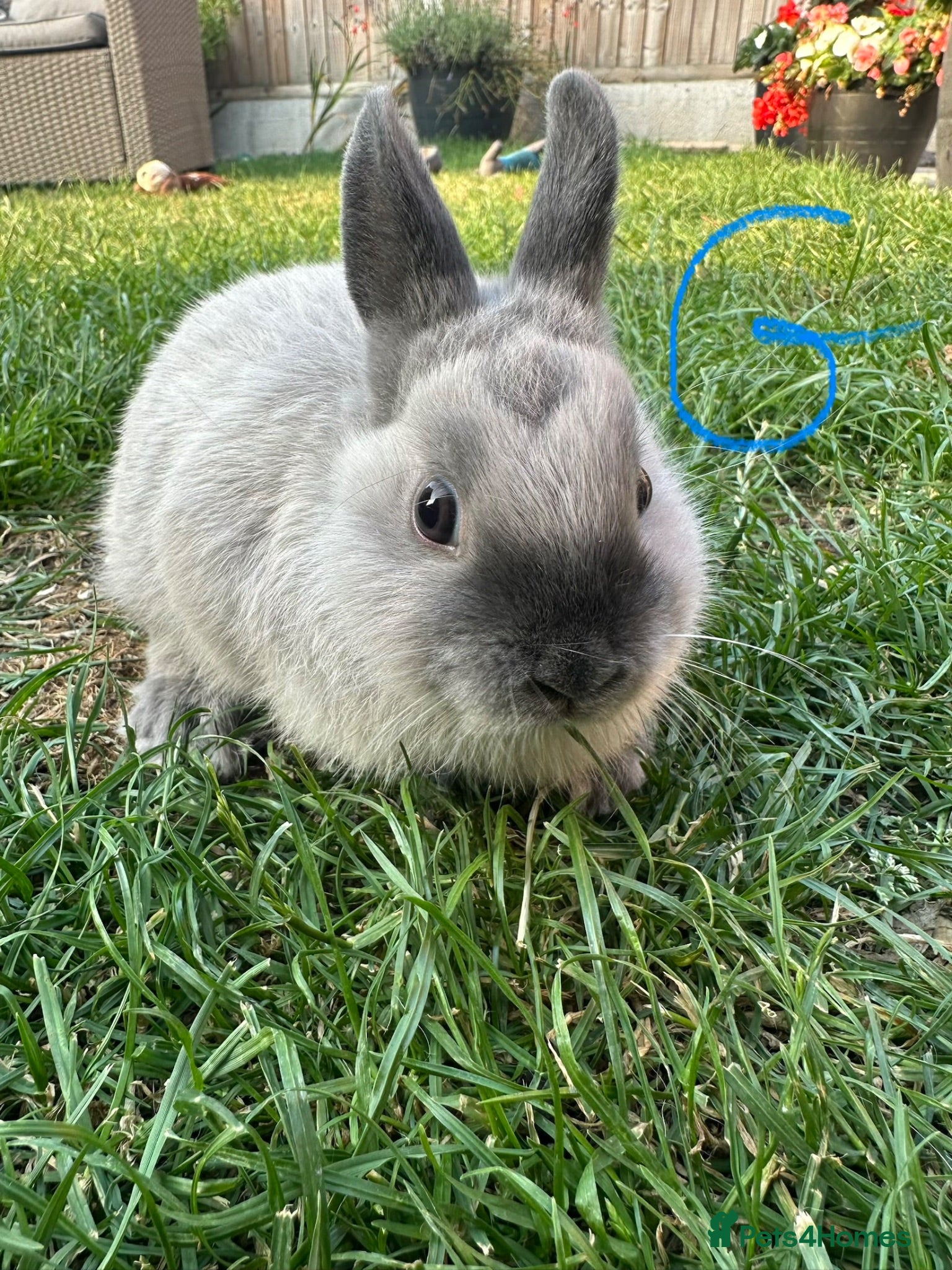 Netherland Dwarf rabbits Netherland Dwarf Rabbits For Sale  - Advert 1