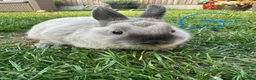 Netherland Dwarf rabbits for sale: Netherland Dwarf Rabbits For Sale  - Advert 1