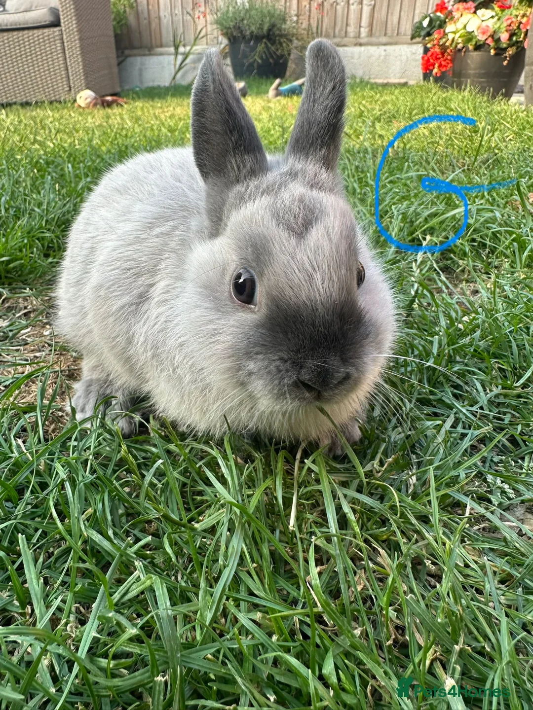 Netherland Dwarf rabbits for sale: Netherland Dwarf Rabbits For Sale  - Advert 1
