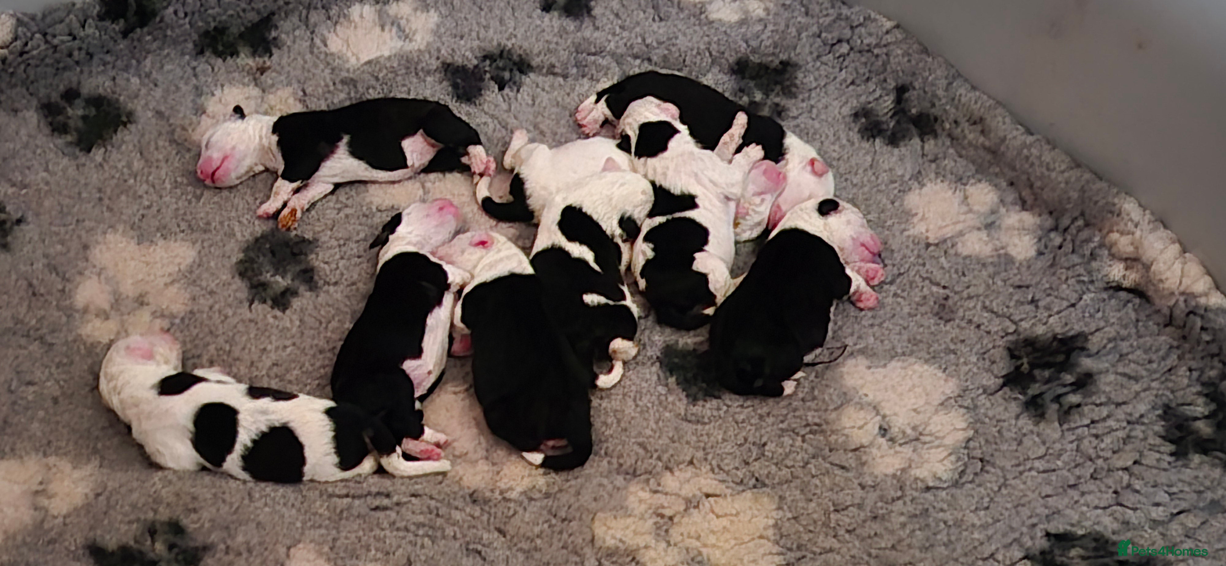 Old English Sheepdog dogs Old English Sheepdog Puppies  - Advert 3