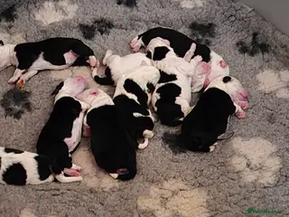 Old English Sheepdog dogs Old English Sheepdog Puppies - Advert 3