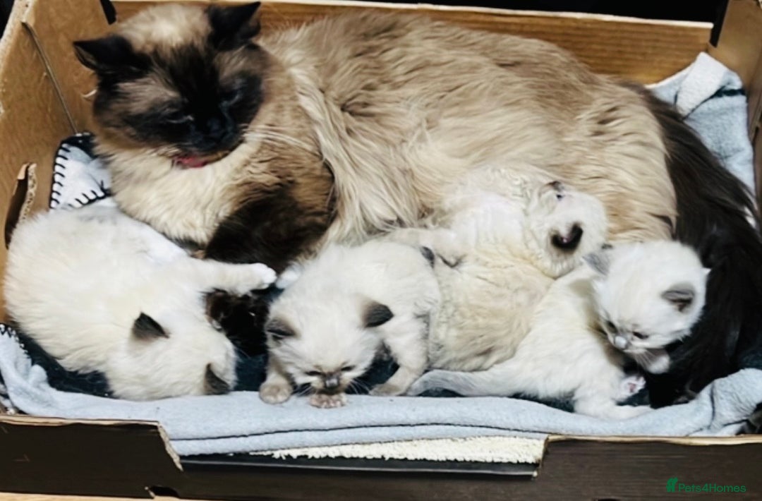 Ragdoll cats for sale: Blue eyed Ragdoll Kittens  - Advert 10