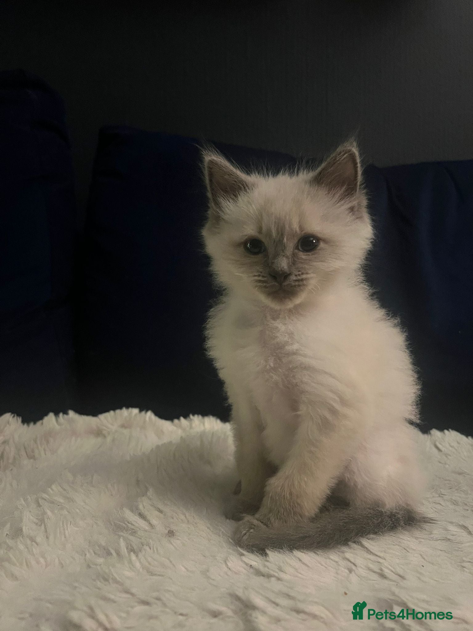 Ragdoll cats Beautiful blue point ragdoll kittens available now - Advert 15