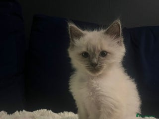 Ragdoll cats Beautiful blue point ragdoll kittens available now - Advert 5