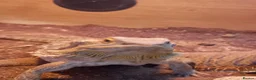 Bearded Dragon reptiles for sale: Female bearded dragon  - Advert 4