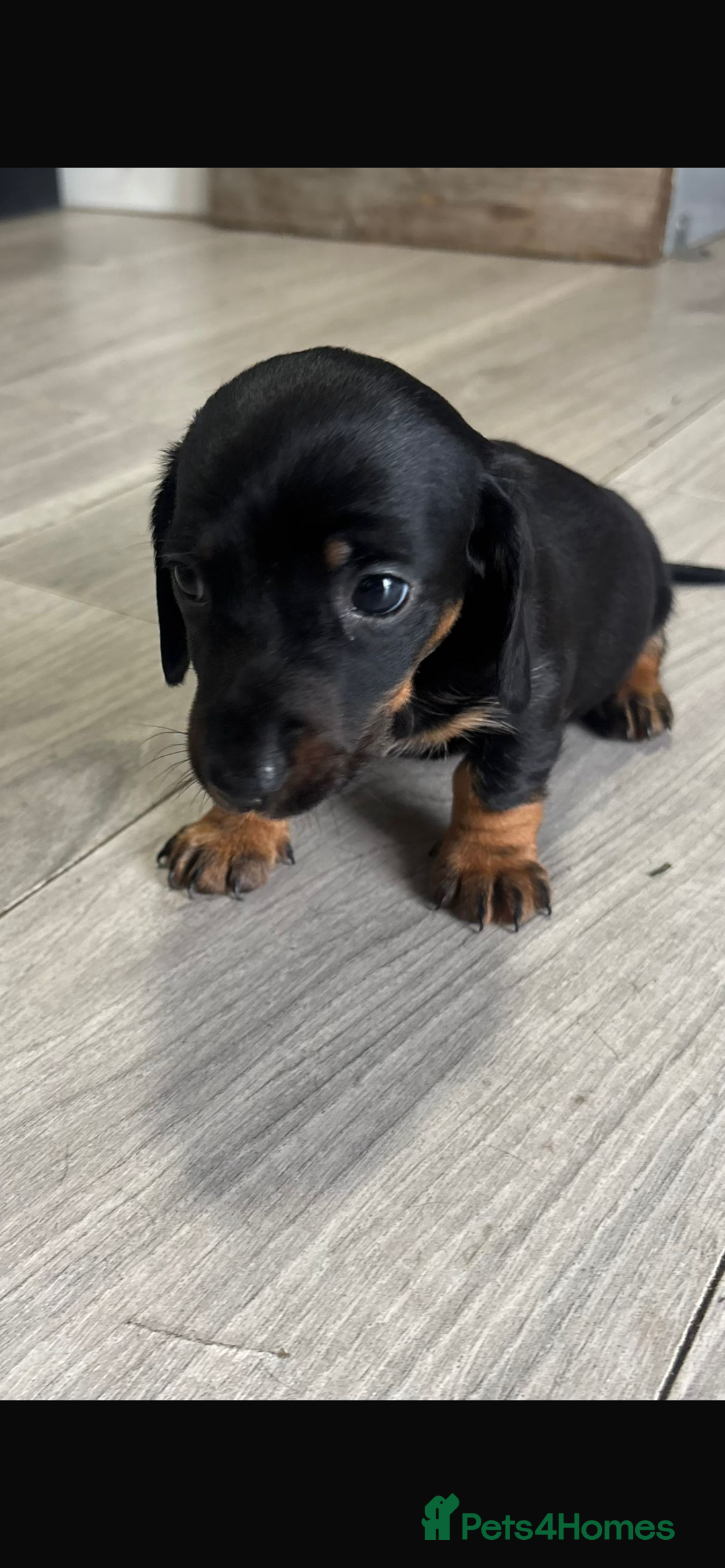 Dachshund dogs for sale: 1 boy dachshund  - Advert 2