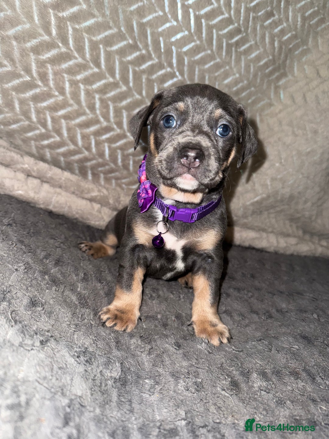 Mixed Breed dogs for sale: 🐾 Beautiful French Bull Weiners 🐾  - Advert 36