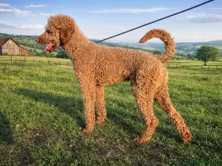 Standard Poodle dogs Standard Poodle Dog - Advert 1