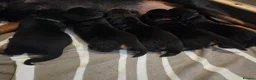 Rottweiler dogs for sale: Our Luna has had beautiful babies - Advert 7