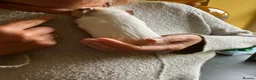 Guinea Pig rodents for sale: Gorgeous male Guinea Pig - Advert 4