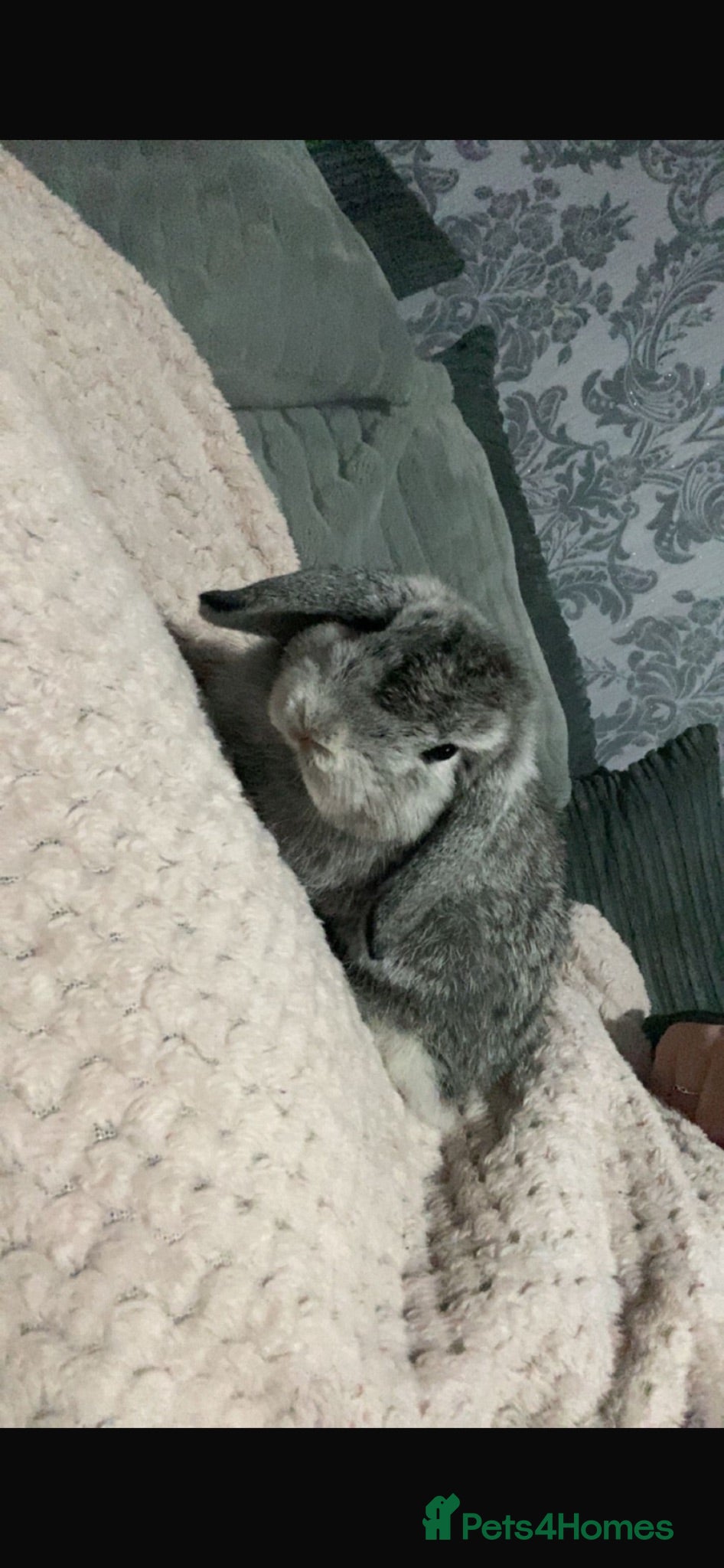 Mini Lop rabbits mini lop rabbit  - Advert 8
