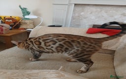 Bengal cats for sale: TICA Female Bengal HCM Tested Clear, Health-tested - Image 5