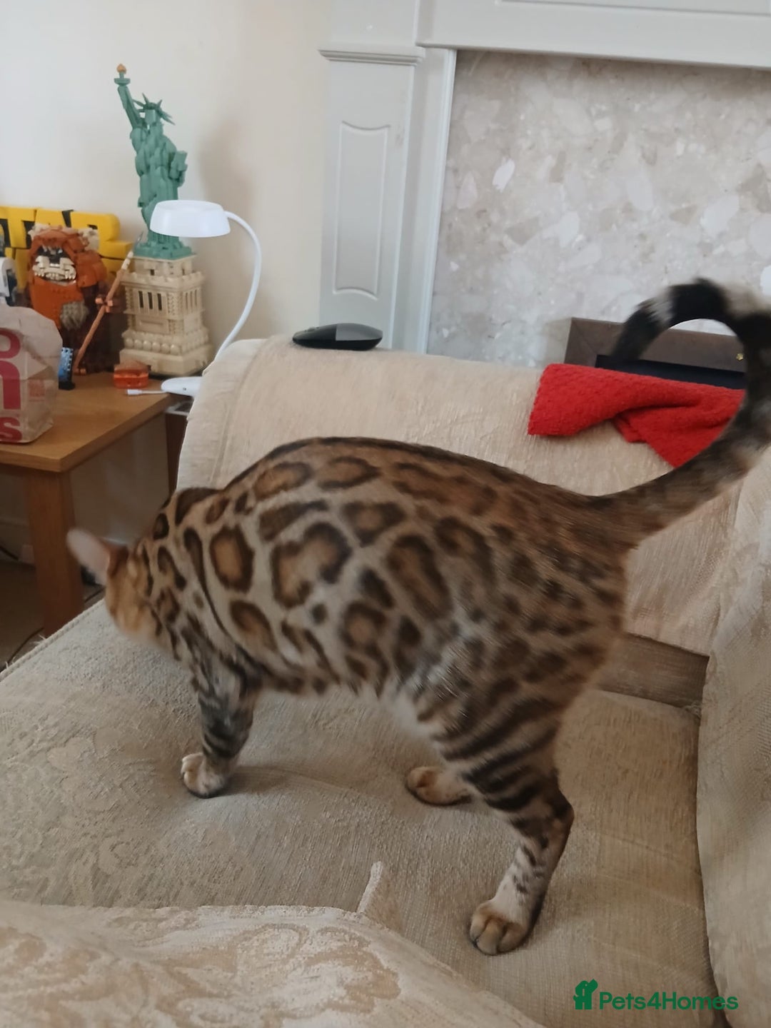 Bengal cats for sale: TICA Female Bengal HCM Tested Clear, Health-tested - Image 5