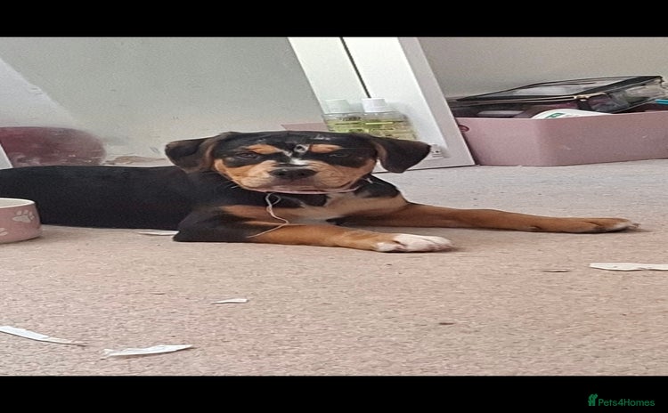 Mixed Breed dogs - Advert 1