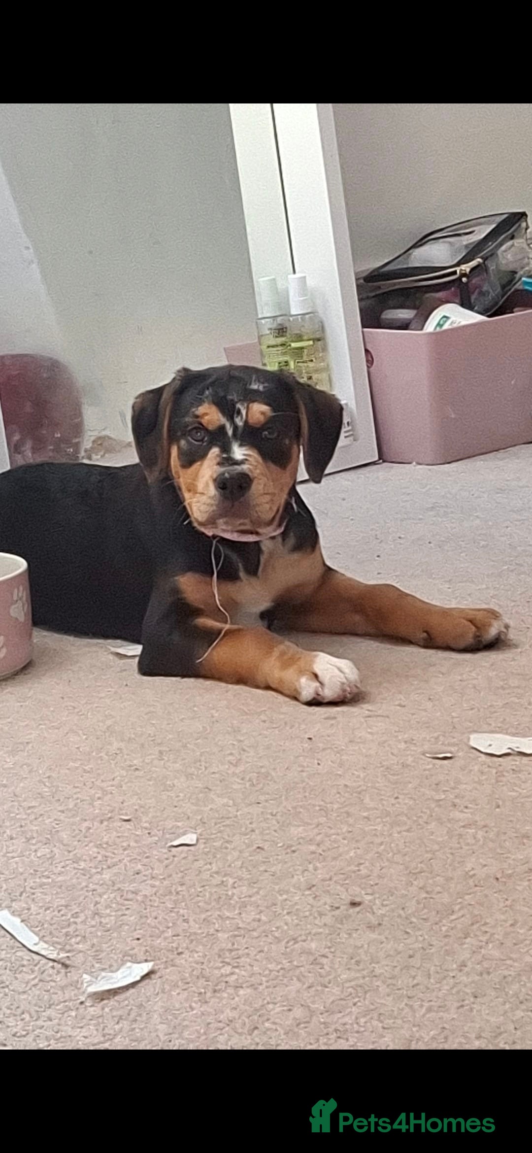 Mixed Breed dogs for sale: Rehoming - Image 1
