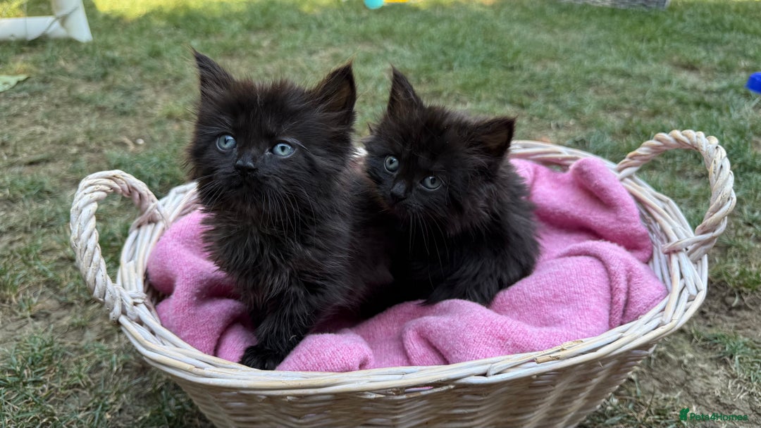 Russian Blue cats for sale: Crossed RussianBlue Kittens - Image 11