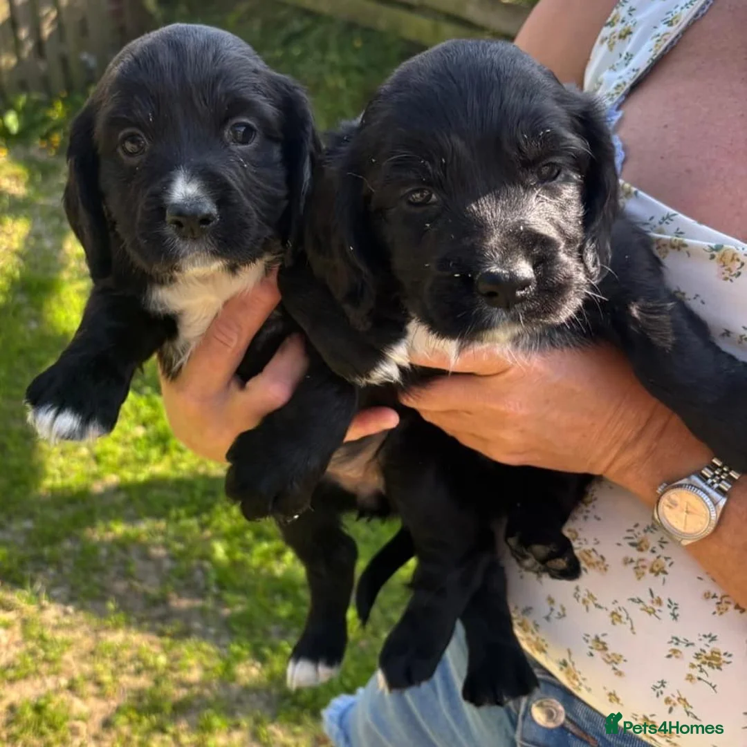 Cocker Spaniel dogs for sale: Cocker Spaniel  in Bishop Auckland - Advert 18