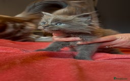 Maine Coon cats for sale: 4 stunning ACTIVE tica registered Maine coons - Image 7
