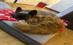 Domestic Shorthair cats for sale: 2 Beautiful ginger cats must stay together. - Image 4