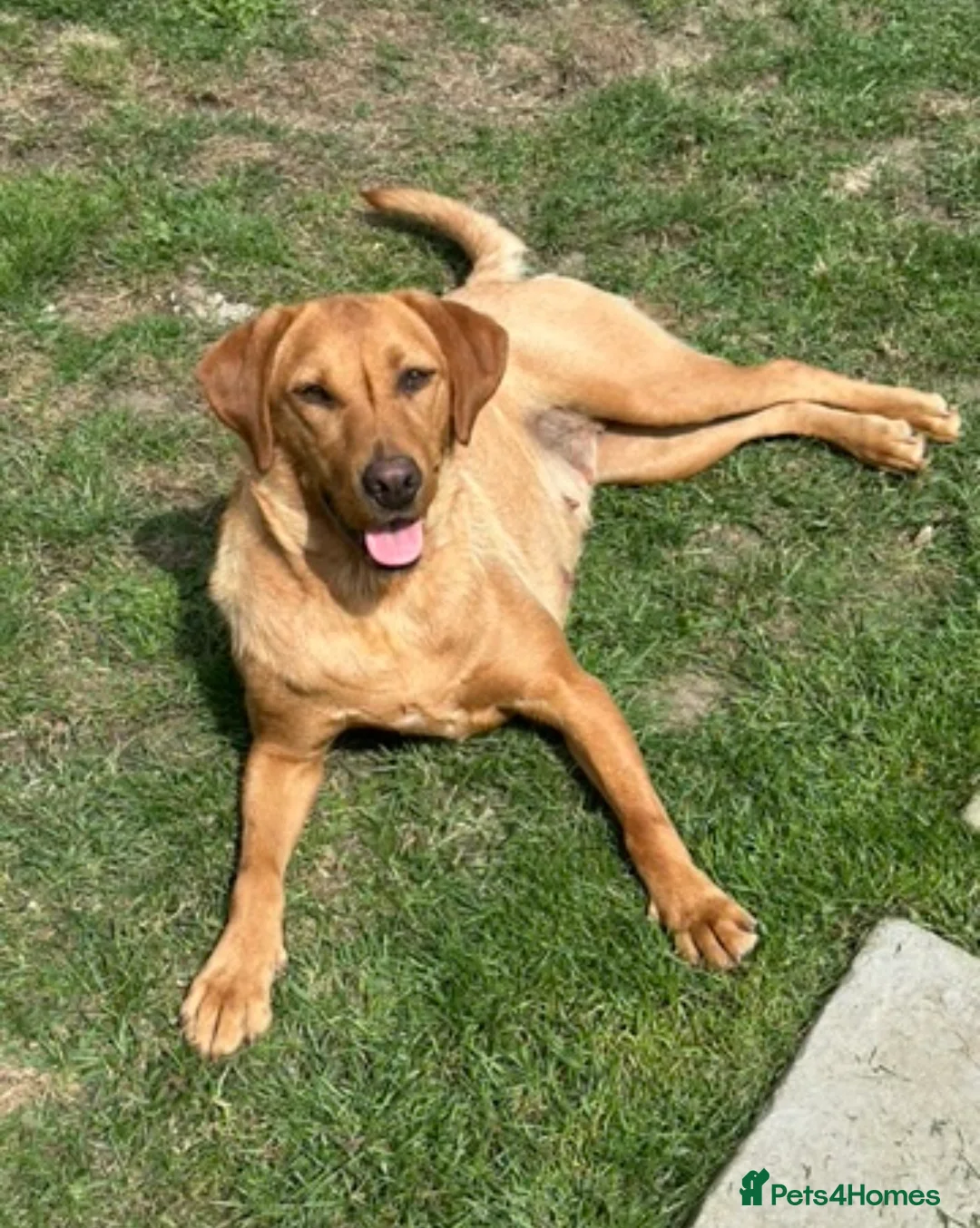 Goldador dogs for sale: Beautiful goldadors - Advert 2