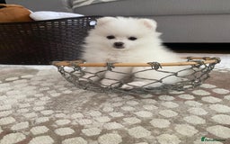 Pomeranian dogs for sale: Lovely Pomeranian - Image 12
