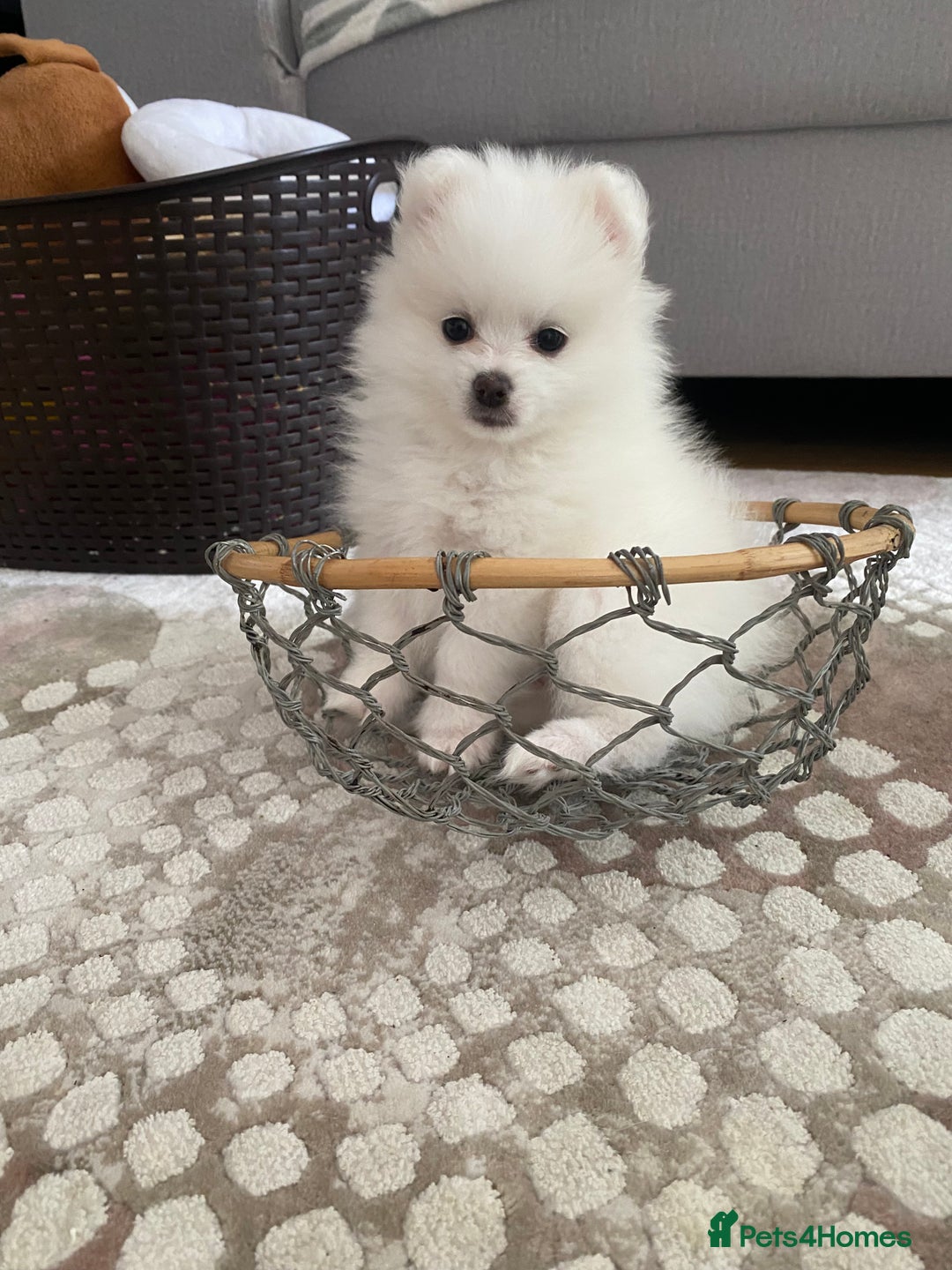 Pomeranian dogs for sale: Lovely Pomeranian - Image 12