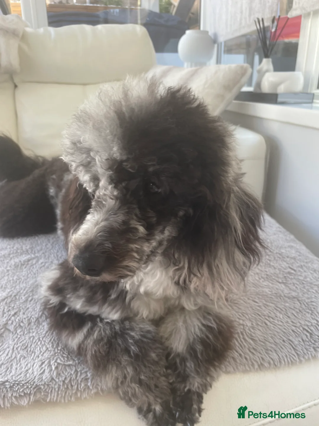 Miniature Poodle dogs for stud: Blue Merle Miniature Poodle (PROVEN) Health Tested in Sunderland - Advert 22