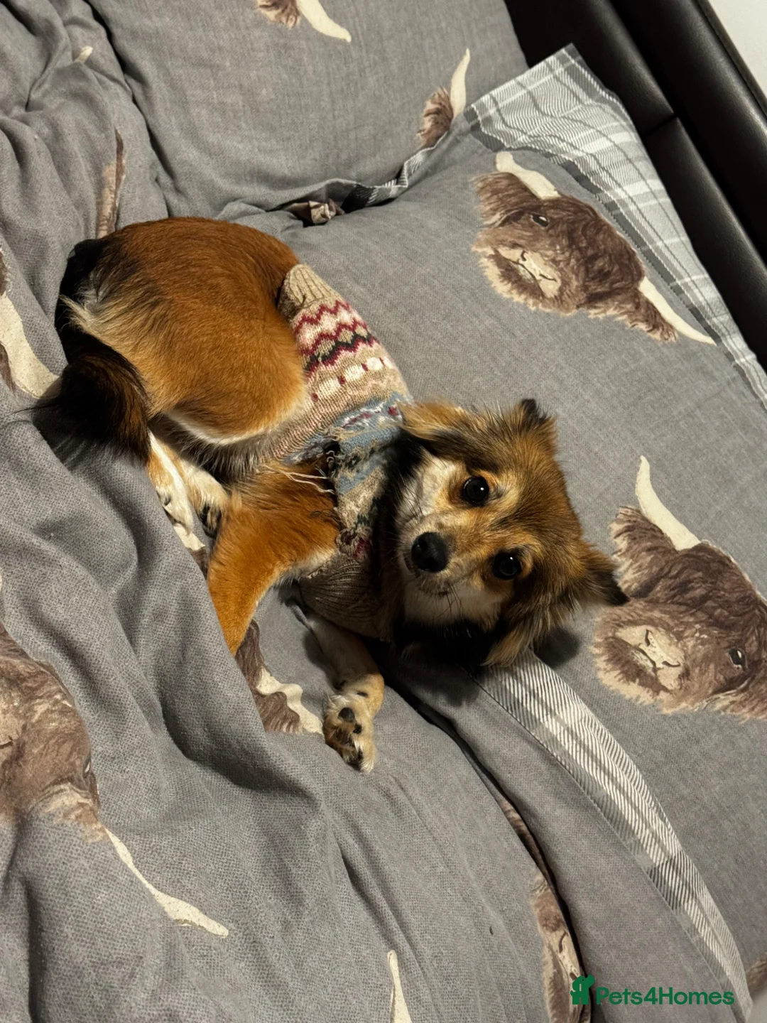 Mixed Breed dogs for sale: Pomapoo for sale in Wrexham - Advert 6