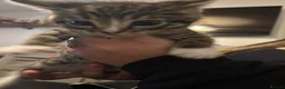 Mixed Breed cats for sale: Tabby boys  - Advert 8