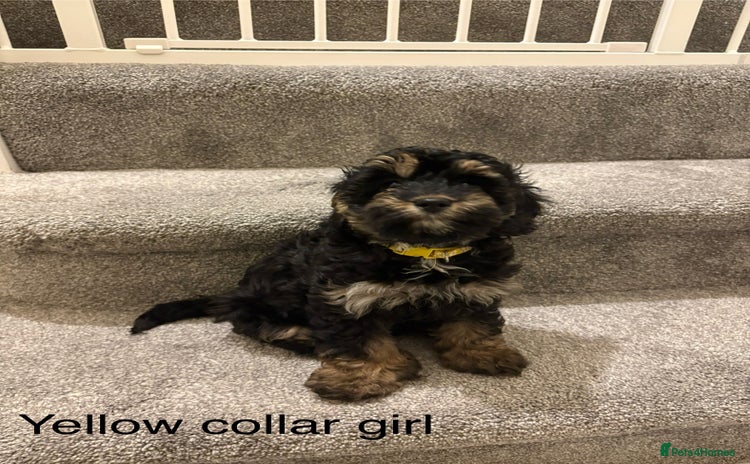 Cavapoo dogs Beautiful Cavapoo F1BB Puppies - Advert 1