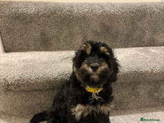 Cavapoo dogs Beautiful Cavapoo F1BB Puppies - Advert 5