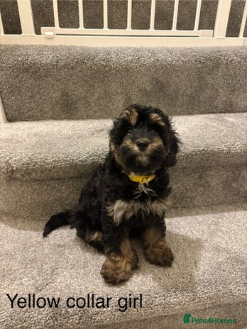 Cavapoo dogs Beautiful Cavapoo F1BB Puppies - Advert 1