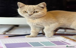 British Shorthair cats for sale: 🌟 Ready now! 🌟Incredible GCCF kittens  - Image 28