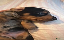 Miniature Dachshund dogs for sale: Venus is a mama to 5! - Image 12