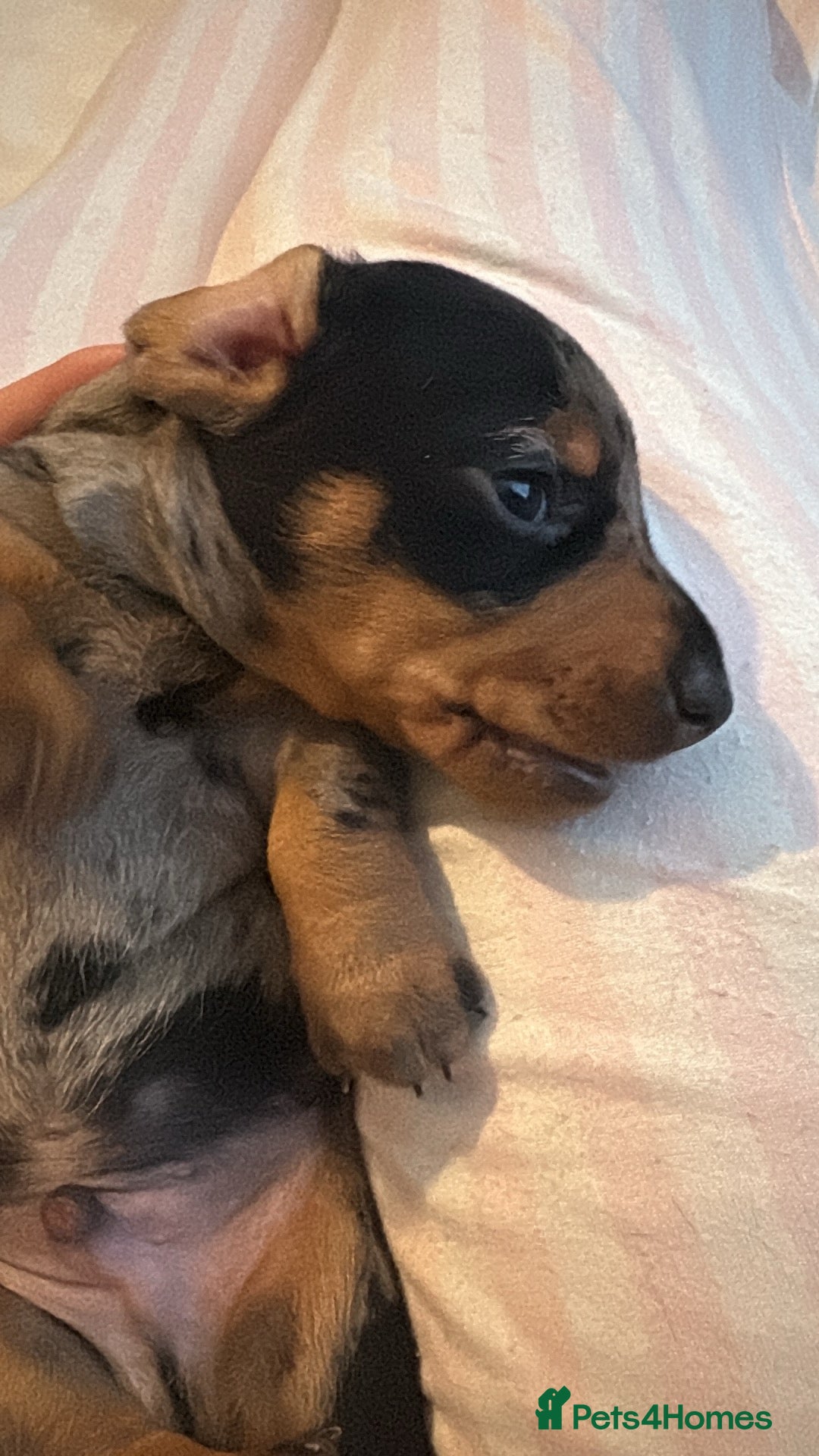 Miniature Dachshund dogs for sale: Venus is a mama to 5! - Image 12