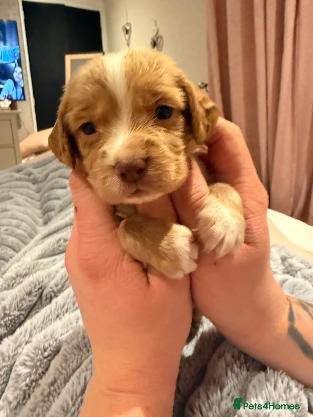 Sprocker dogs for sale: Sprocker Pups - Advert 30