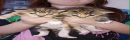 Mixed Breed cats for sale: Kittens for sale - Advert 11