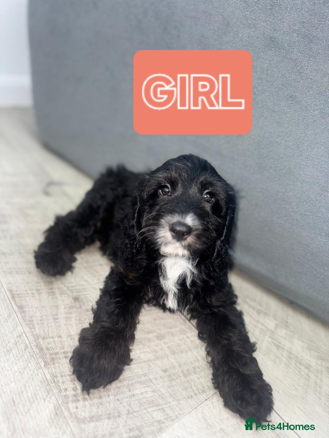 Cockapoo dogs for sale: Beautiful Cockapoo Puppies  - Image 5
