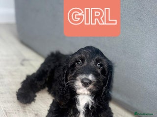 Cockapoo dogs - Advert 4